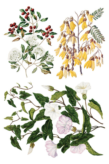 Iron Orchid Designs transfer Sarah Featon’s Botanical - Afbeelding 6